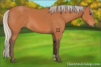 Horse Color:Silver Bay