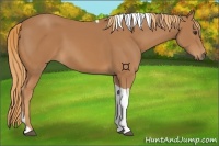 Horse Color:Chestnut Tobiano