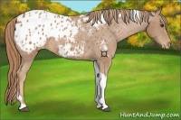 Horse Color:Chestnut Tobiano Appaloosa 