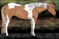 Horse Color:Chestnut Tobiano