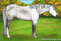 Horse Color:Gray Bay 