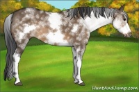 Horse Color:White Spotted Brown Dun Frame Rabicano