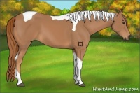 Horse Color:Chestnut Tobiano