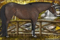 Horse Color:Brown Sabino Appaloosa 