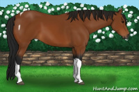 Horse Color:Gray Bay Tobiano