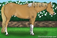 Horse Color:Chestnut Tobiano