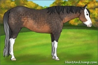 Horse Color:Buckskin Splash 