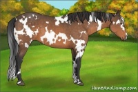 Horse Color:White Spotted Buckskin 