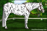 Horse Color:Blue Roan Leopard