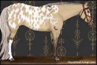 Horse Color:Silver Bay Dun Appaloosa
