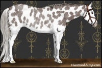 Horse Color:Liver Red Roan Splash Near Leopard Rabicano 