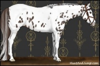Horse Color:Liver Chestnut Sabino Splash Tobiano Near Leopard 