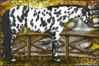 Horse Color:Black Appaloosa 