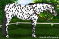 Horse Color:Black Near Leopard