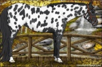 Horse Color:Black Near Leopard