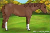 Horse Color:Chestnut 
