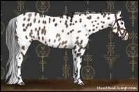 Horse Color:Brown Appaloosa 