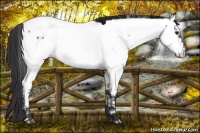 Horse Color:Brown Appaloosa 