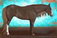 Horse Color:Liver Chestnut 