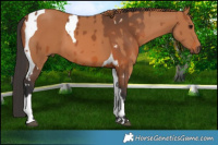 Horse Color:Bay  and Chestnut Tobiano 