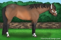 Horse Color:Buckskin Sabino