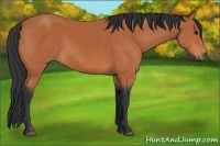 Horse Color:Bay 