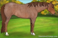 Horse Color:Red Roan 