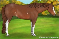 Horse Color:White Spotted Chestnut