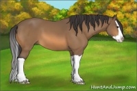 Horse Color:Buckskin Splash 