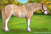 Horse Color:White Spotted Gold Champagne 