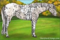 Horse Color:Smoky Black Sabino Appaloosa  and Silver Smoky Creme Sabino Tobiano 