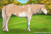 Horse Color:Cremello Sabino  and Gray Cremello Sabino 