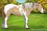 Horse Color:Red Dun Splash Tobiano and Red Dun Splash Tobiano