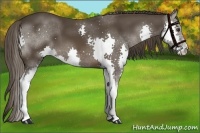 Horse Color:Liver Chestnut Splash 