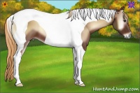Horse Color:Red Onyx Tobiano