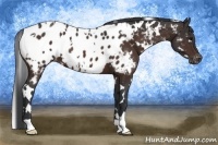 Horse Color:White Spotted Brown Appaloosa 