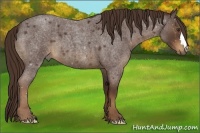 Horse Color:Liver Red Roan 