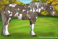 Horse Color:White Spotted Chocolate Palomino Appaloosa 