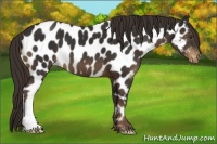 Horse Color:Liver Chestnut Appaloosa