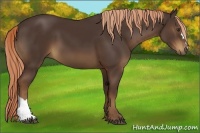 Horse Color:Liver Chestnut 