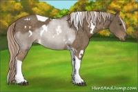 Horse Color:White Spotted Chocolate Palomino Tobiano Rabicano 