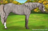 Horse Color:Silver Blue Roan 