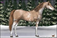 Horse Color:Liver Chestnut Pearl Sabino