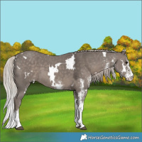 Horse Color:White Spotted Silver Black 