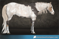 Horse Color:White Spotted Liver Chestnut Sabino Splash and White Spotted Chocolate Palomino Roan Splash