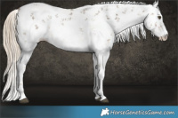 Horse Color:White Spotted Chocolate Palomino Mushroom Sabino 