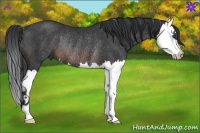 Horse Color:Brown Splash Rabicano