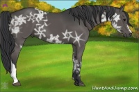 Horse Color:Black Ice 