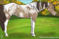 Horse Color:Classic Champagne Ice Tobiano