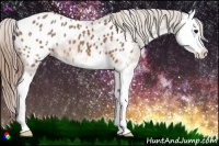 Horse Color:Buckskin Splash Appaloosa 